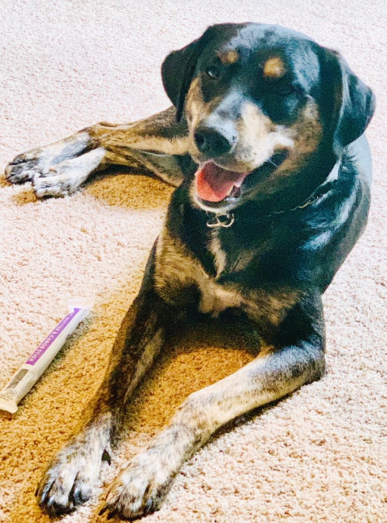 Ozzy, a Golden Retriever and Siberian Husky mix tested with EmbarkVet.com