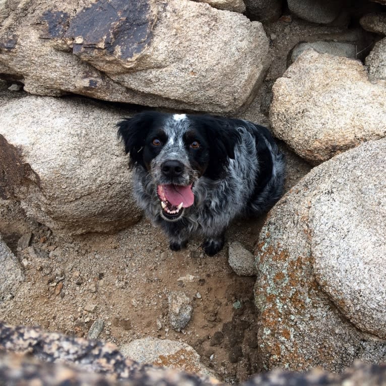 Riley, an English Springer Spaniel and Australian Cattle Dog mix tested with EmbarkVet.com