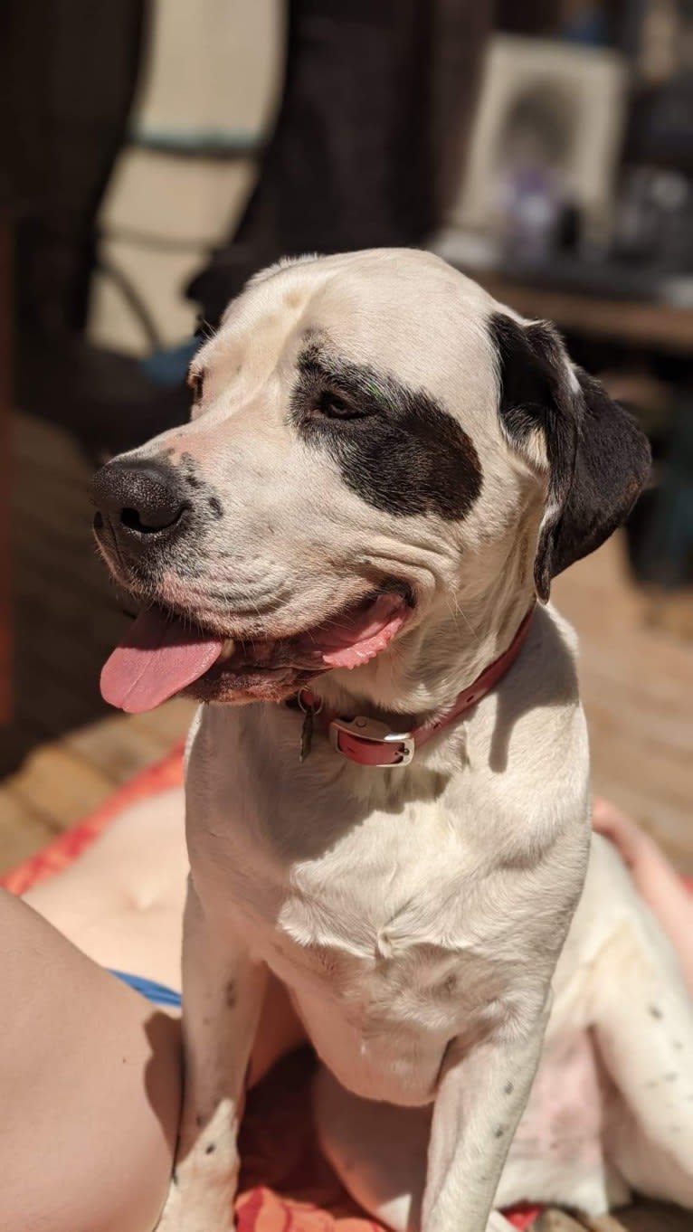 Charlie Boy, a Saint Bernard and American Pit Bull Terrier mix tested with EmbarkVet.com