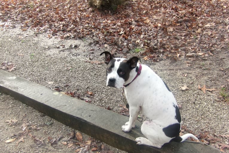 Dojah, an American Pit Bull Terrier and American Staffordshire Terrier mix tested with EmbarkVet.com