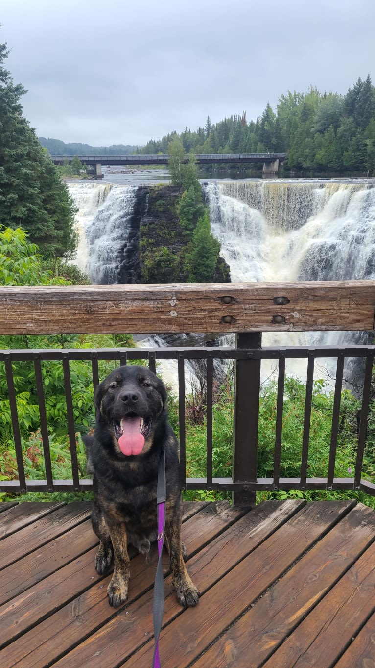 Koda, a Caucasian Ovcharka and German Shepherd Dog mix tested with EmbarkVet.com