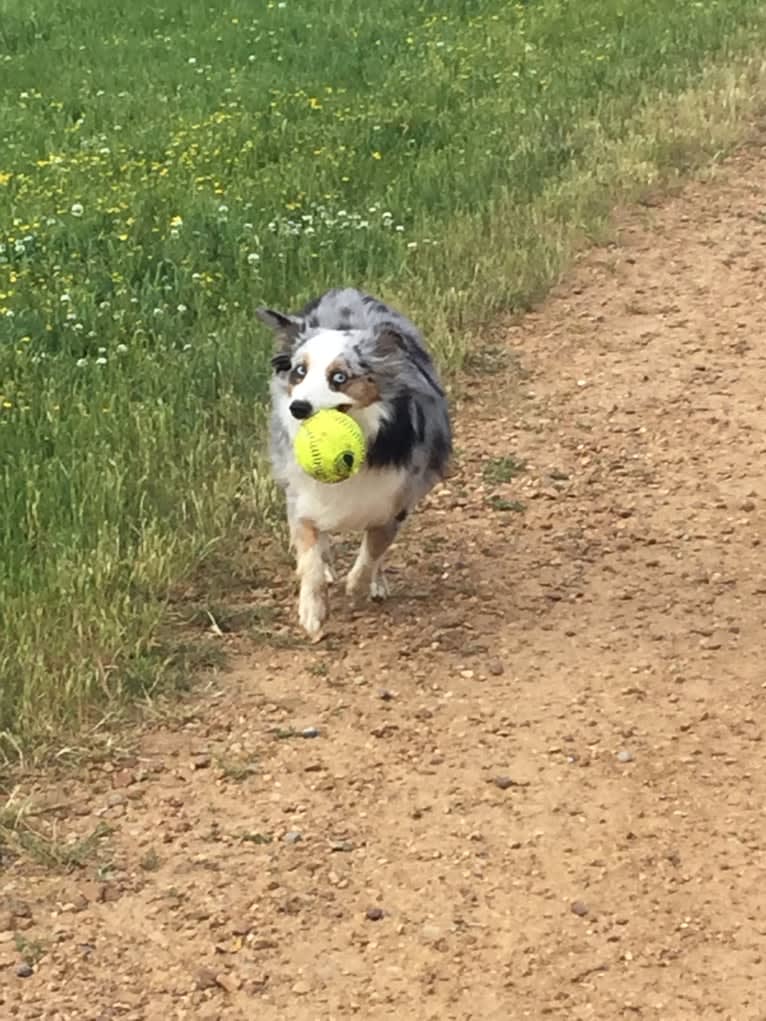 MaizyRose, an Australian Shepherd tested with EmbarkVet.com