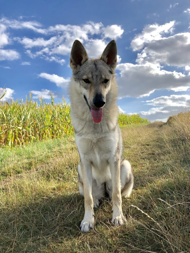 Caya, a Czechoslovakian Vlcak tested with EmbarkVet.com