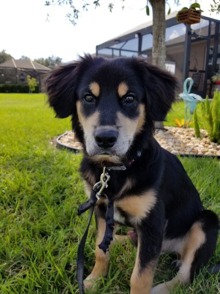 Sammy, a Chow Chow and Cocker Spaniel mix tested with EmbarkVet.com