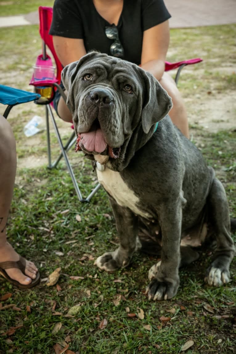 Maui, a Neapolitan Mastiff tested with EmbarkVet.com