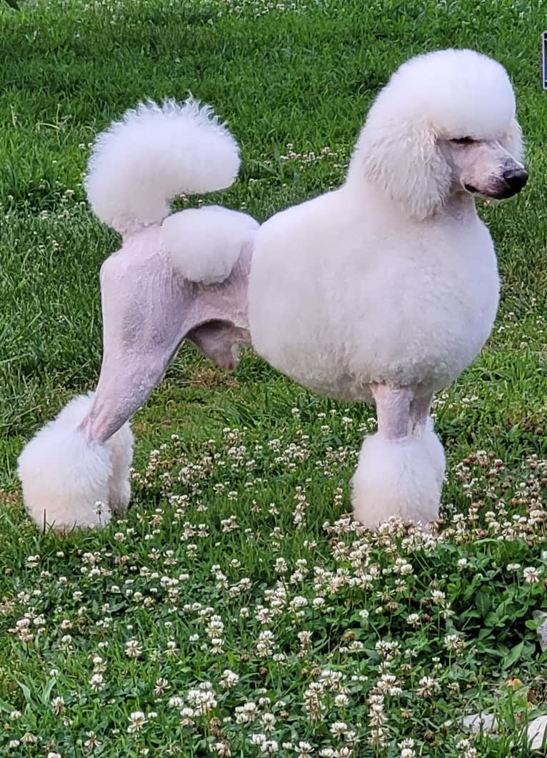 Cherokee, a Poodle (Standard) tested with EmbarkVet.com