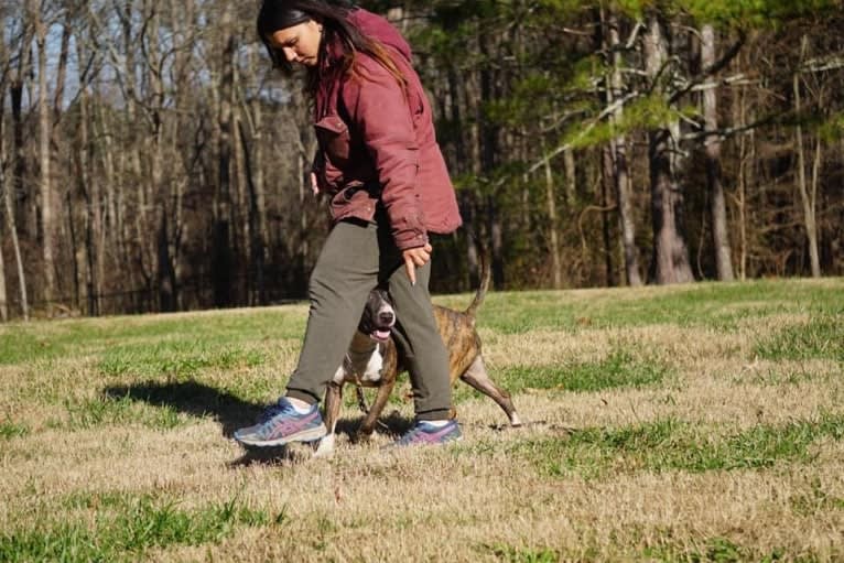 Dippy, a Bull Terrier tested with EmbarkVet.com