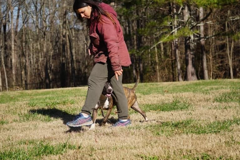 Dippy, a Bull Terrier tested with EmbarkVet.com