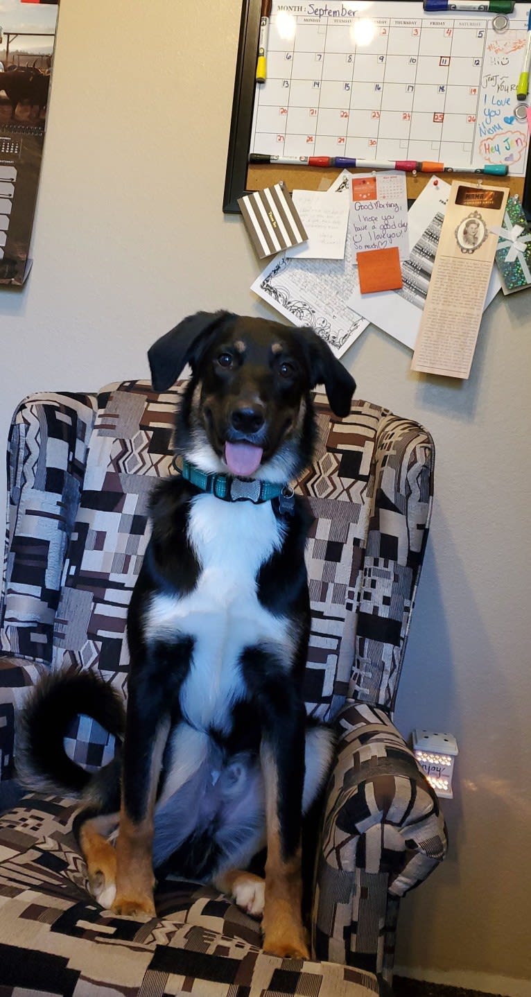 Louyie, a Border Collie and Labrador Retriever mix tested with EmbarkVet.com