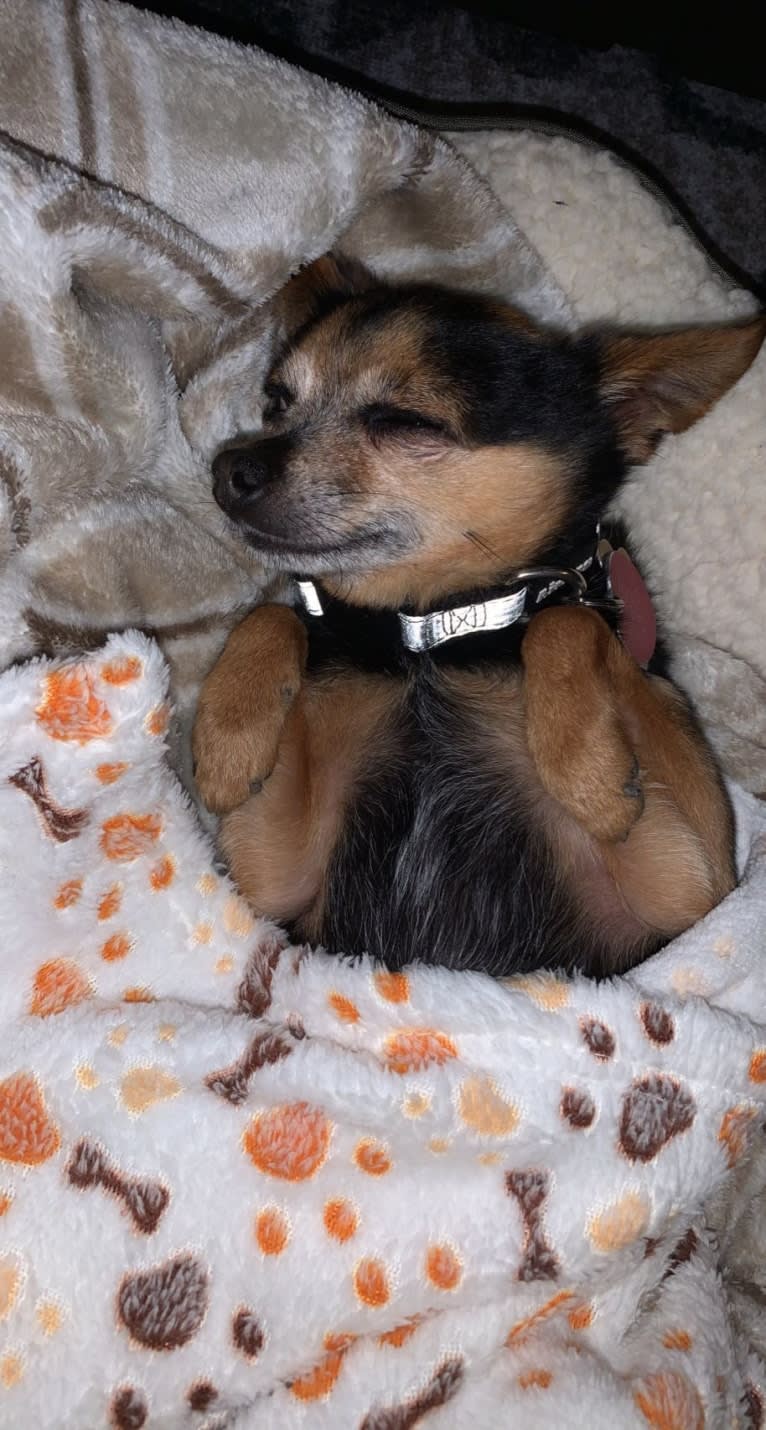 Larry, a Chihuahua and Yorkshire Terrier mix tested with EmbarkVet.com