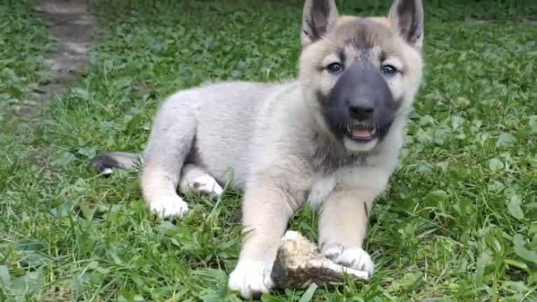 Raven, a West Siberian Laika tested with EmbarkVet.com