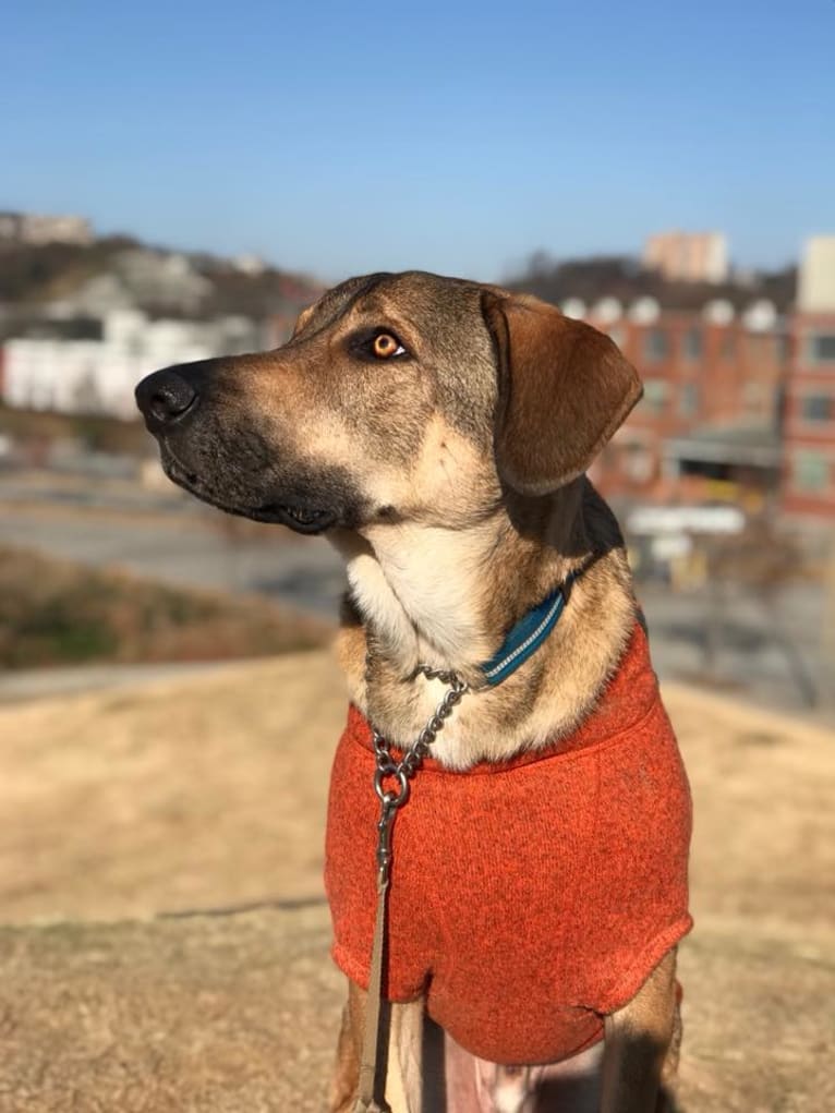 Moshe-Moo, a German Shepherd Dog and Beagle mix tested with EmbarkVet.com