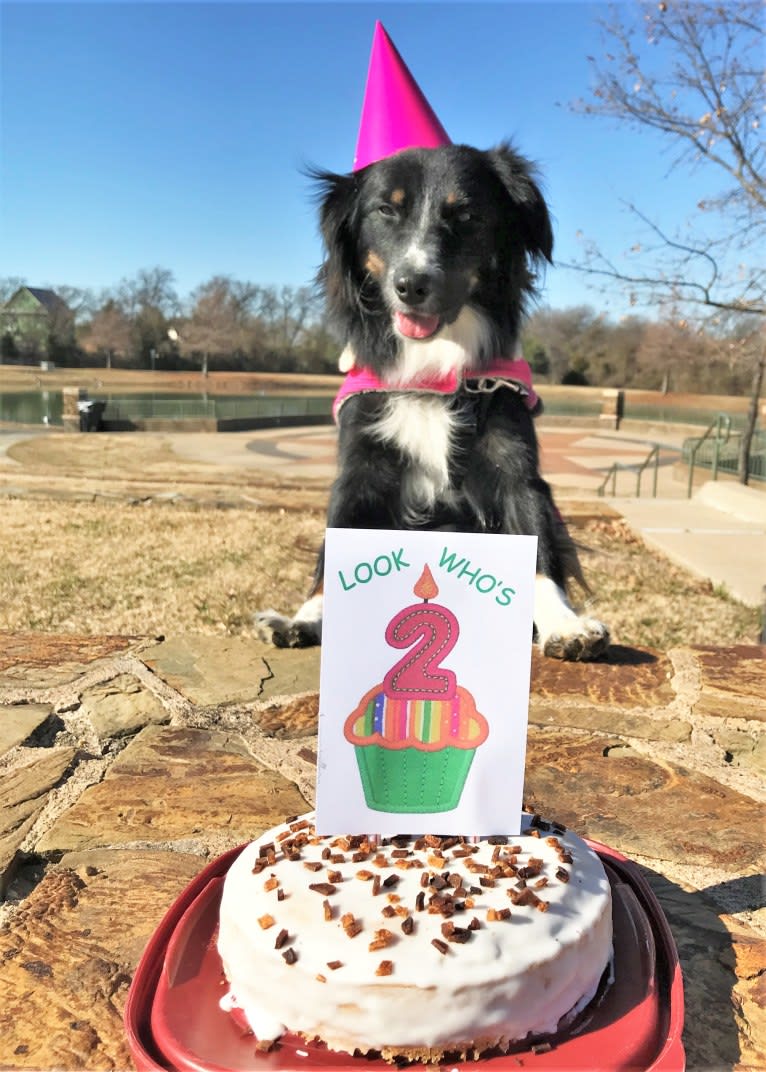 Gala, an Australian Shepherd tested with EmbarkVet.com