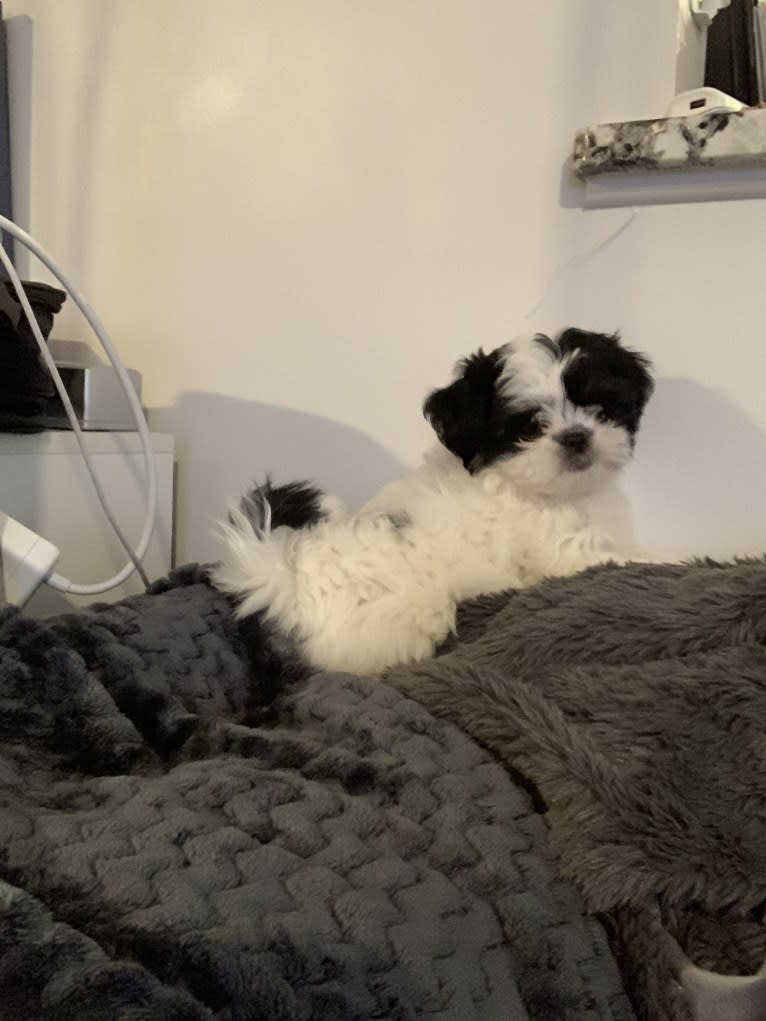 Luna, a Shih Tzu and Japanese Chin mix tested with EmbarkVet.com