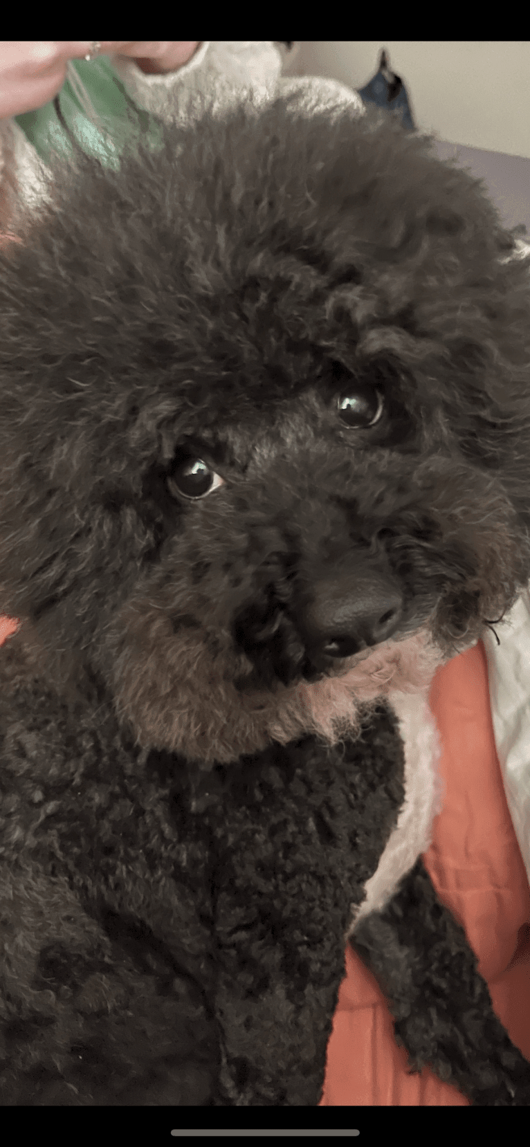Maxwell, a Poodle (Small) tested with EmbarkVet.com