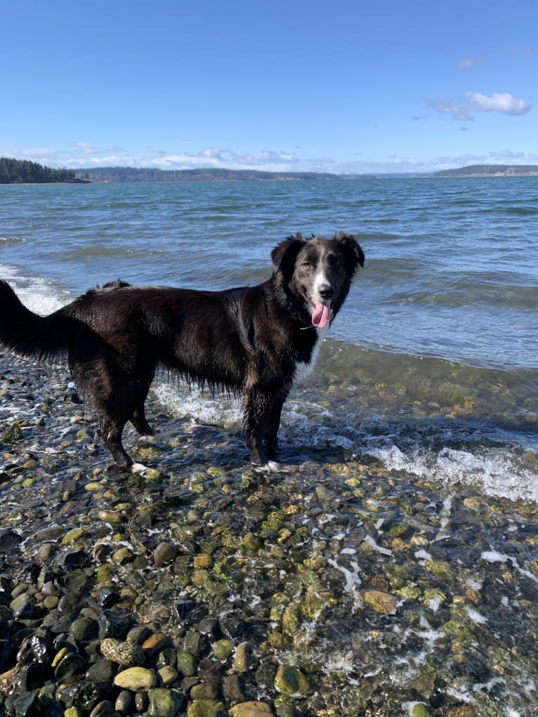 Jane, an English Shepherd tested with EmbarkVet.com