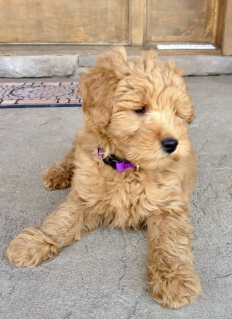 Charly, a Goldendoodle tested with EmbarkVet.com