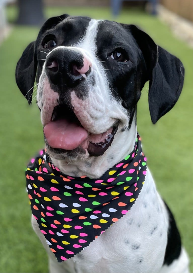 Finnegan, a Boxer and German Shorthaired Pointer mix tested with EmbarkVet.com