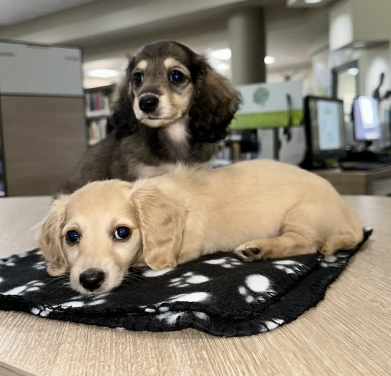 Daisy, a Dachshund tested with EmbarkVet.com