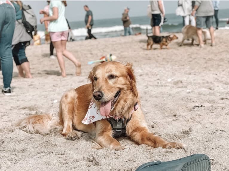 Marley, a Golden Retriever tested with EmbarkVet.com