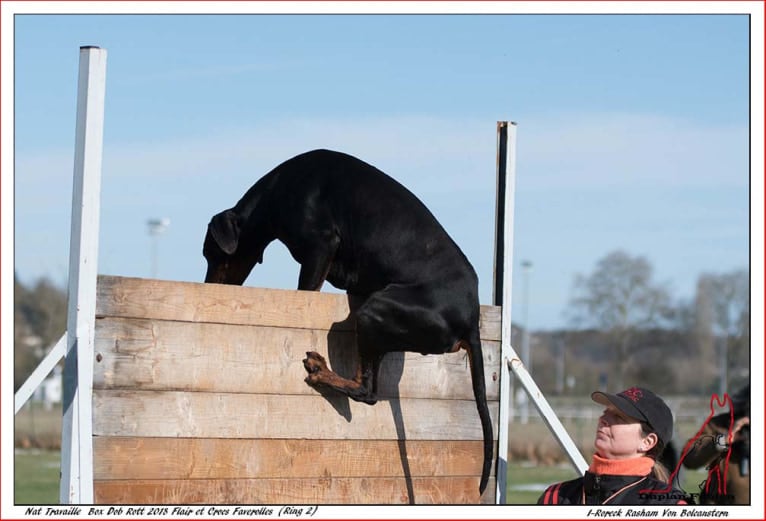 Roreck, a Doberman Pinscher tested with EmbarkVet.com