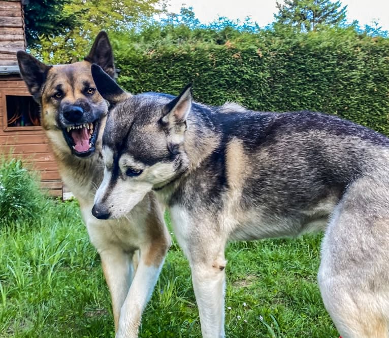 Anouk, a Yakutian Laika and Akita Inu mix tested with EmbarkVet.com