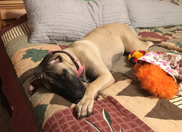 Cali, a Perro de Presa Canario tested with EmbarkVet.com