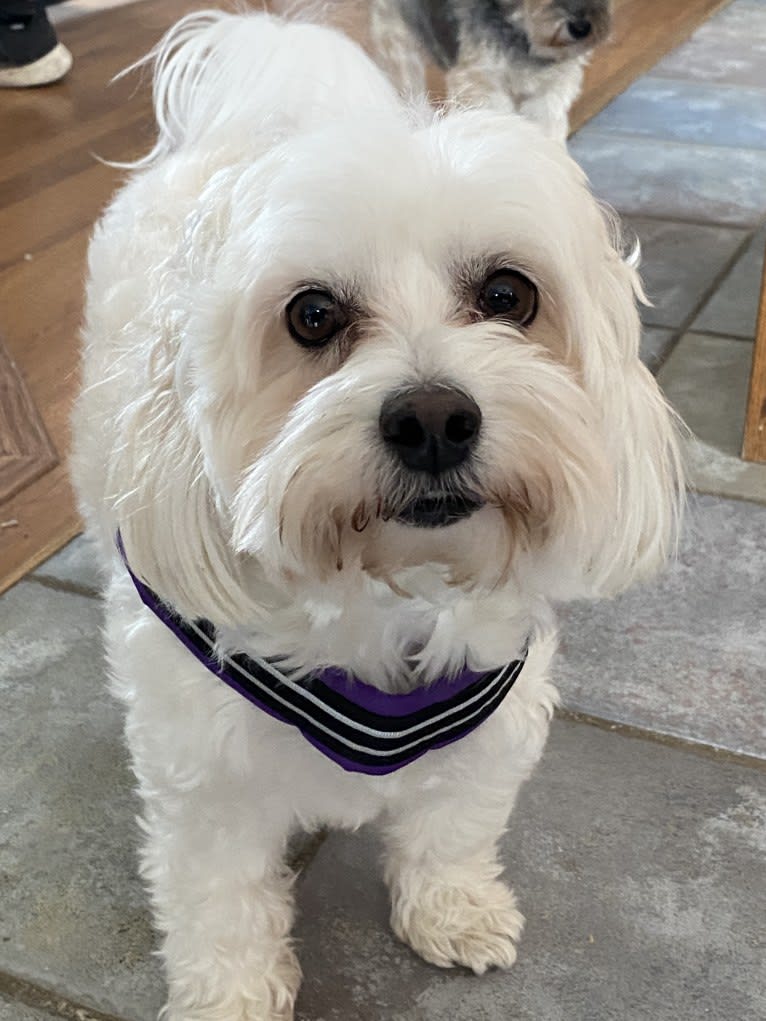 Kimba, a Bichon Frise and Lhasa Apso mix tested with EmbarkVet.com