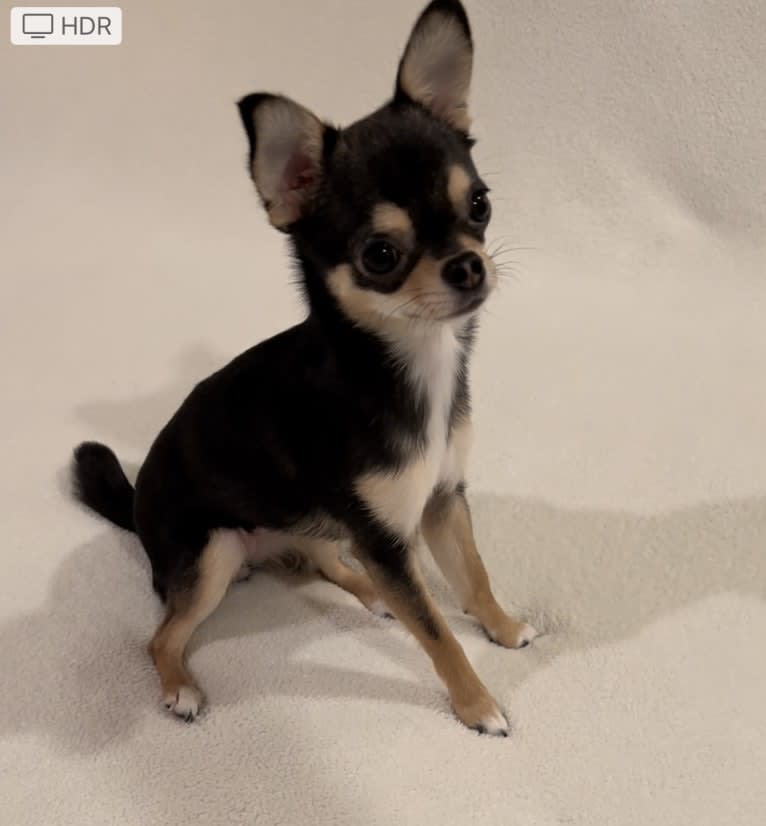 Alli-Mae, a Chihuahua tested with EmbarkVet.com