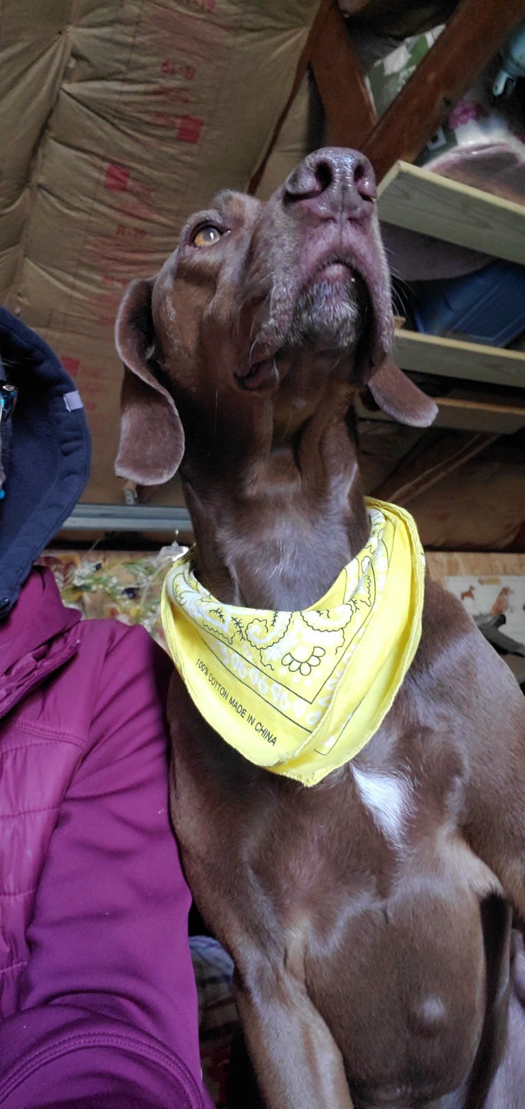 Dakota, a Chesapeake Bay Retriever and German Shorthaired Pointer mix tested with EmbarkVet.com