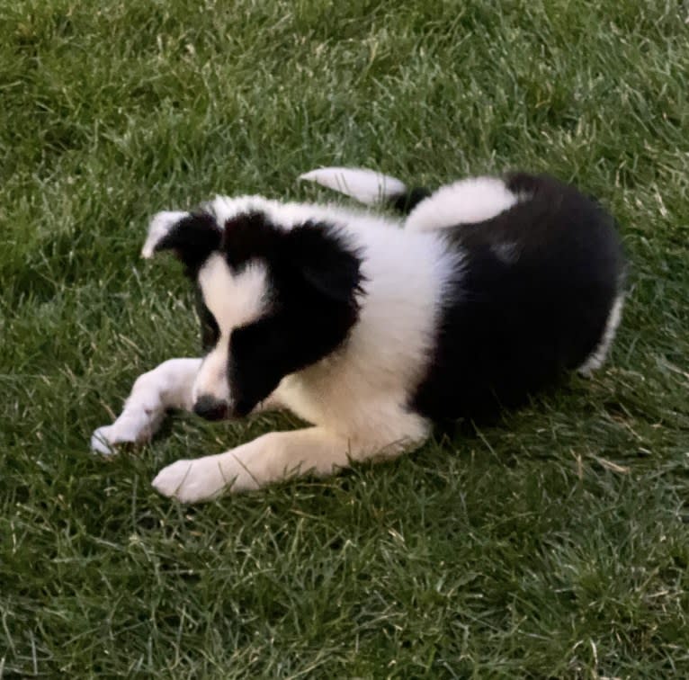 Yuki, a Border Collie tested with EmbarkVet.com