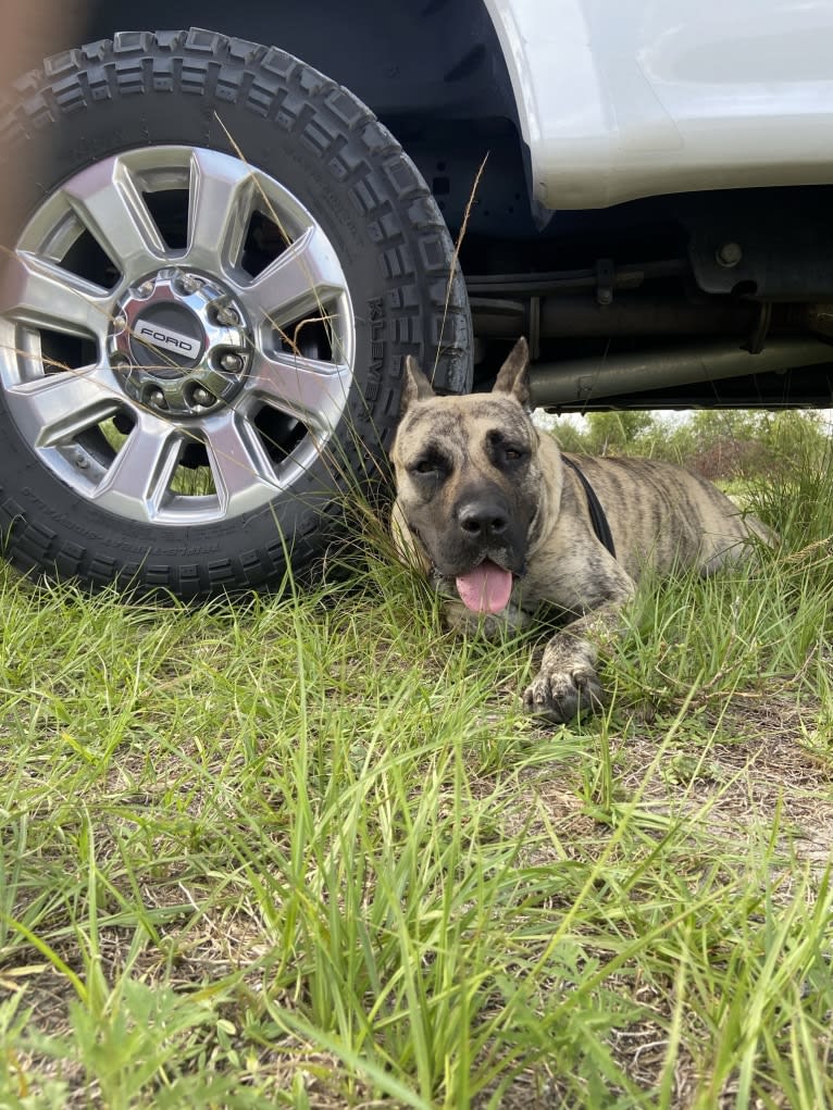 Capoñe, a Perro de Presa Canario tested with EmbarkVet.com