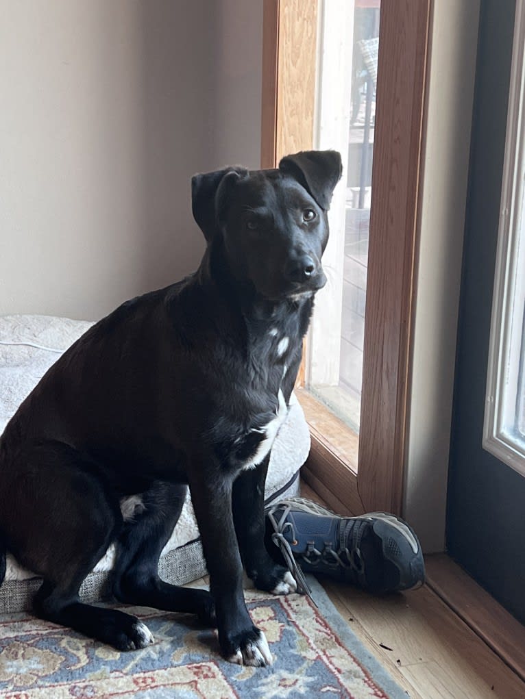 Poza, an American Pit Bull Terrier and Australian Cattle Dog mix tested with EmbarkVet.com