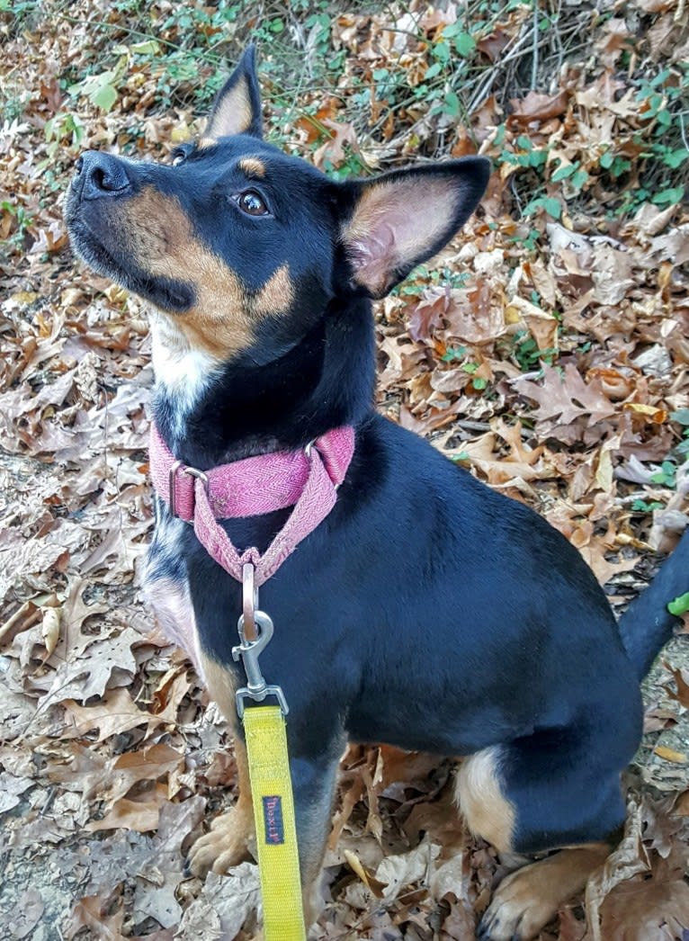 Mae AKA Drama Llama, an Australian Cattle Dog and American Pit Bull Terrier mix tested with EmbarkVet.com