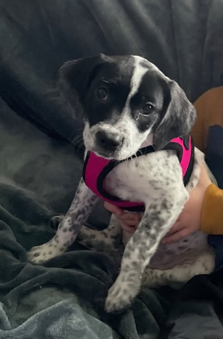 Opal, an American Pit Bull Terrier and German Shorthaired Pointer mix tested with EmbarkVet.com