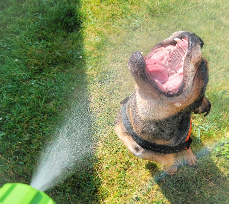 Vinny, an Olde English Bulldogge tested with EmbarkVet.com