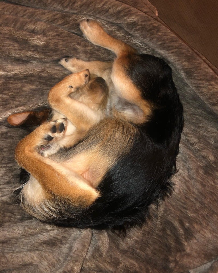 Enzo, a Yorkshire Terrier and Labrador Retriever mix tested with EmbarkVet.com