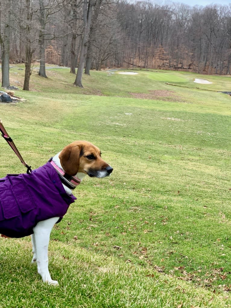 Freckles, a Beagle and German Shepherd Dog mix tested with EmbarkVet.com