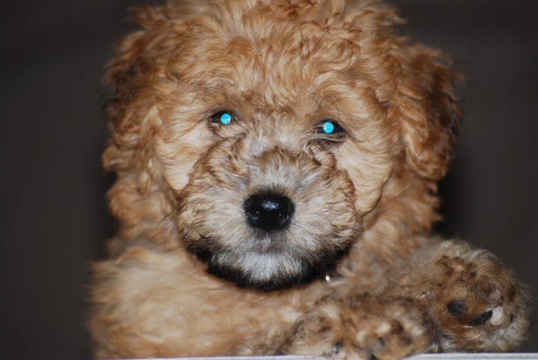 Fig, a Soft Coated Wheaten Terrier and Miniature Schnauzer mix tested with EmbarkVet.com