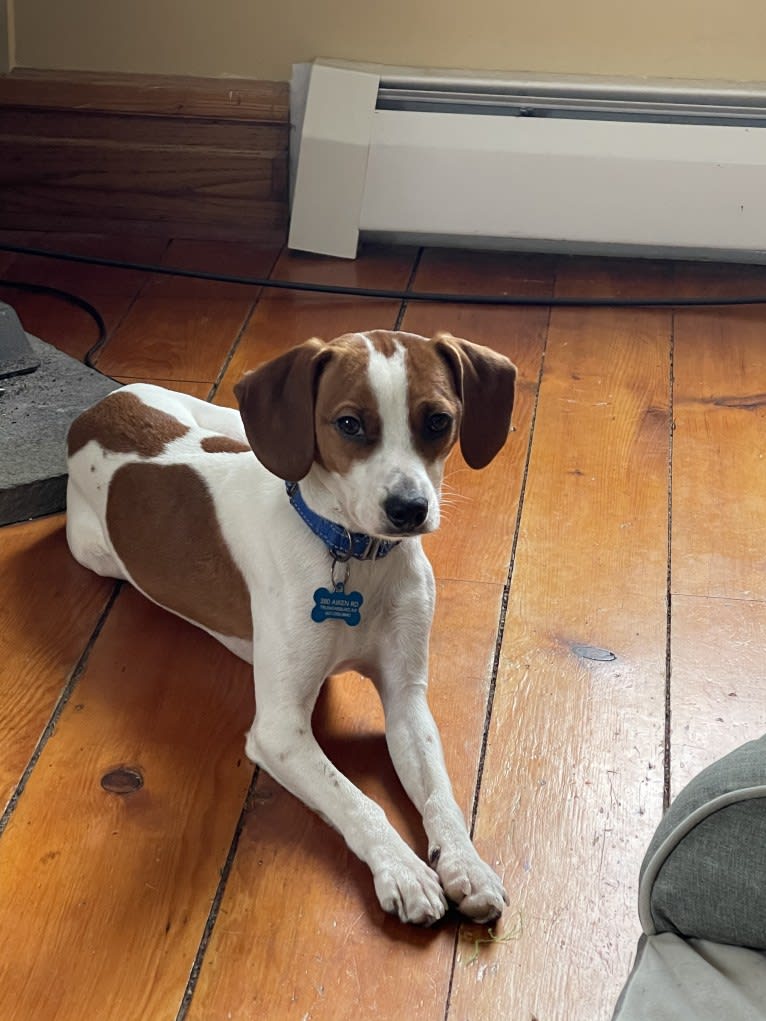 Linus, a Beagle and Chihuahua mix tested with EmbarkVet.com