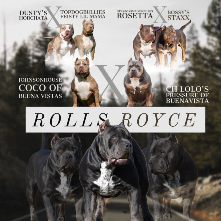 Sanctified Bullies Royce, an American Bully tested with EmbarkVet.com