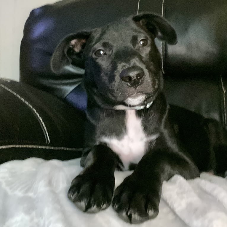 Phoenix, a Labrador Retriever and American Pit Bull Terrier mix tested with EmbarkVet.com