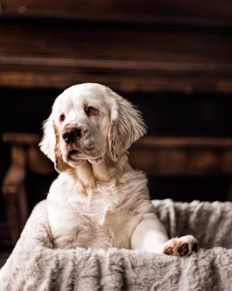 Bumble, a Clumber Spaniel tested with EmbarkVet.com