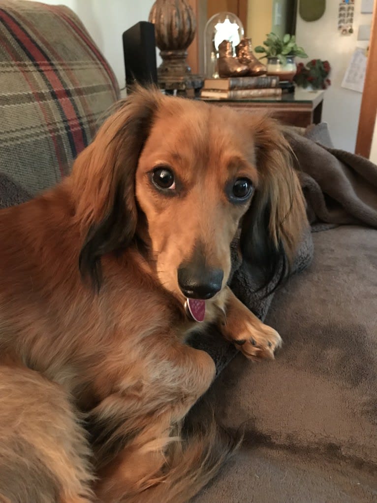 Hattie, a Dachshund (4.3% unresolved) tested with EmbarkVet.com