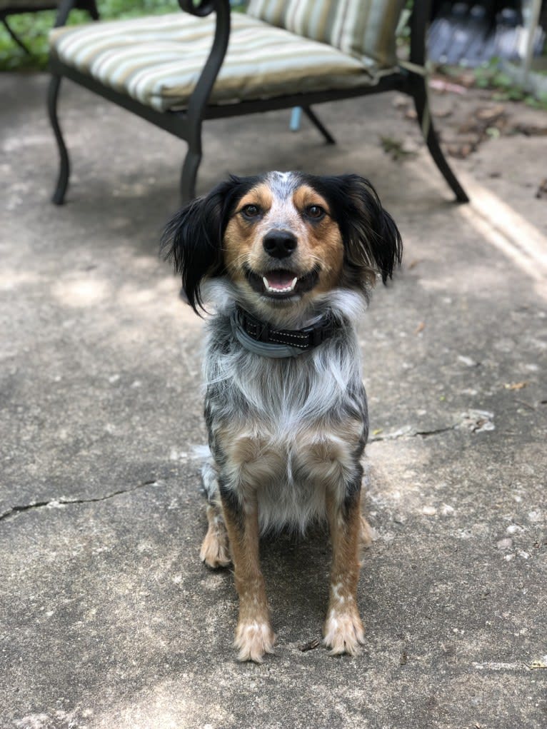 Banjo, an Australian Cattle Dog and Cocker Spaniel mix tested with EmbarkVet.com