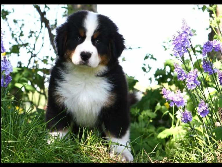 Lexi, a Bernese Mountain Dog tested with EmbarkVet.com