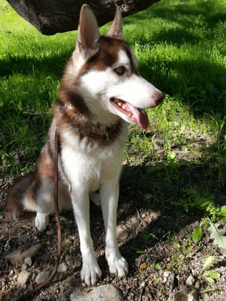 Kronos, a Siberian Husky and German Shepherd Dog mix tested with EmbarkVet.com