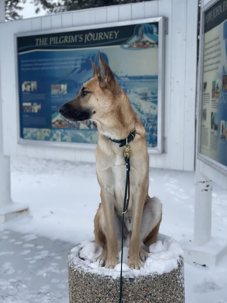 Enzo, a Siberian Husky and German Shepherd Dog mix tested with EmbarkVet.com