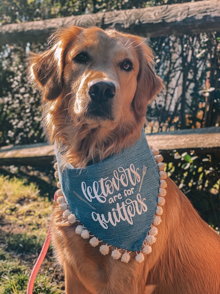 Marley, a Golden Retriever tested with EmbarkVet.com