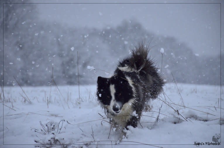 Shayan, a Yakutian Laika tested with EmbarkVet.com